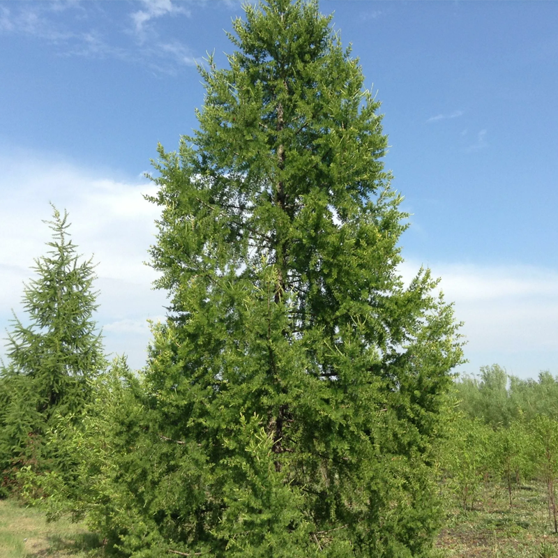 Лиственница в картинках